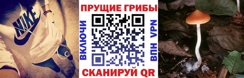 Галлюциногенные грибы мицелий  darknet официальный сайт  Избербаш 